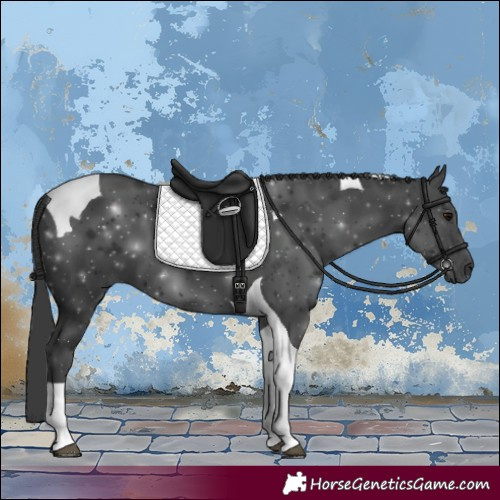 Horse Color:Black Tobiano 