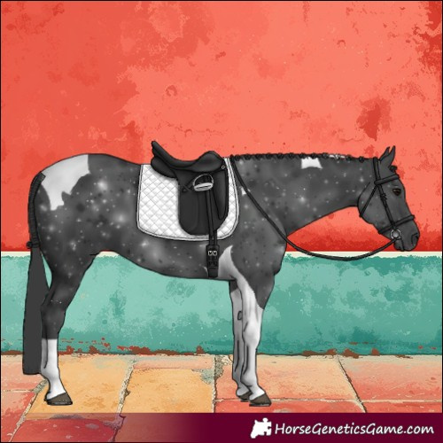 Horse Color:Black Tobiano 