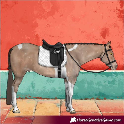 Horse Color:Amber Champagne Tobiano 