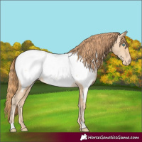 Horse Color:Buckskin Pearl Appaloosa Rabicano