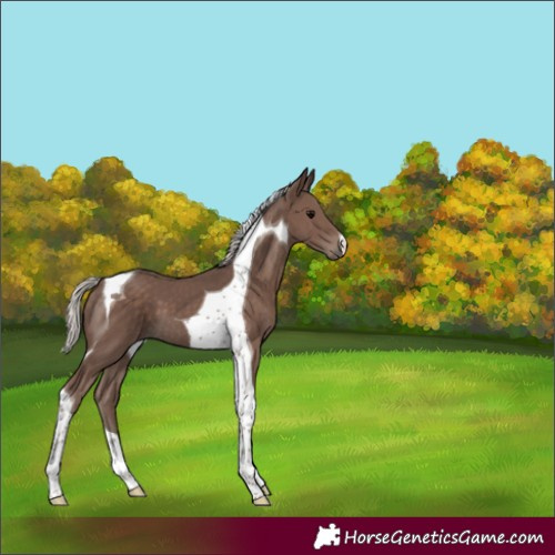 Horse Color:Silver Black Tobiano 