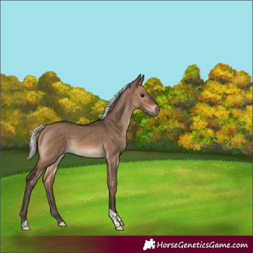 Horse Color:Silver Brown Dun Tobiano 