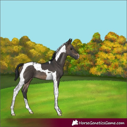 Horse Color:Brown Dun Tobiano