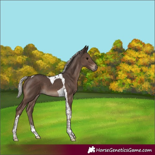 Horse Color:Silver Black Tobiano 
