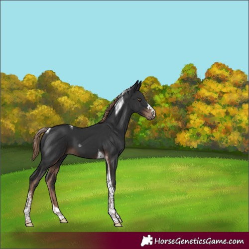 Horse Color:Liver Chestnut Tobiano 