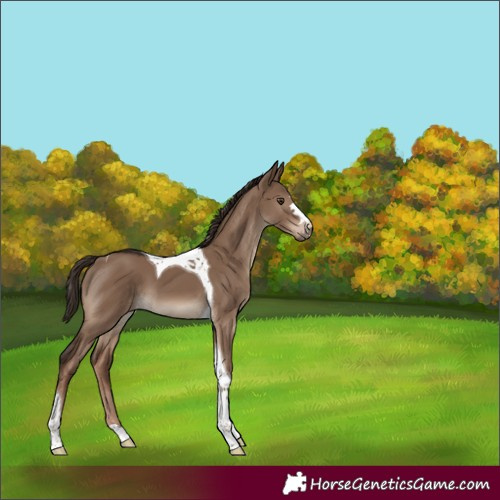 Horse Color:Liver Red Dun Tobiano 