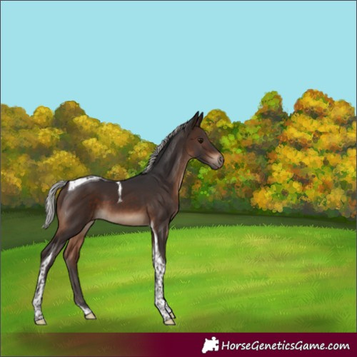 Horse Color:Silver Brown Tobiano 