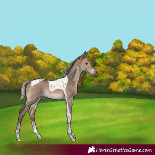 Horse Color:Silver Brown Dun Tobiano 
