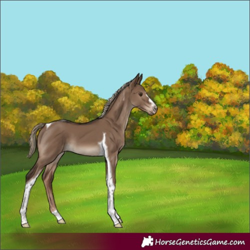 Horse Color:Liver Red Dun Tobiano 