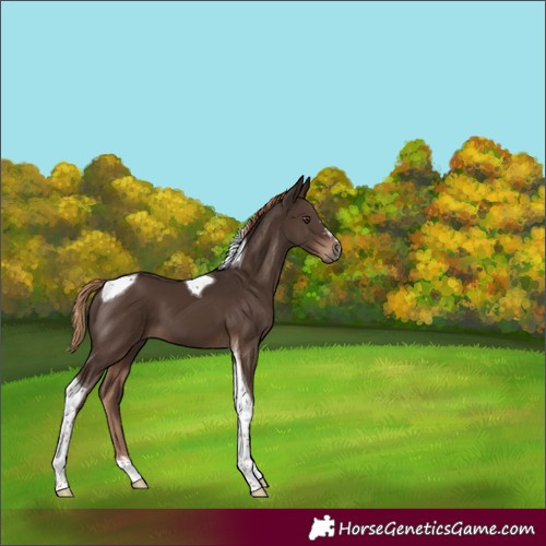 Horse Color:Liver Chestnut Tobiano 