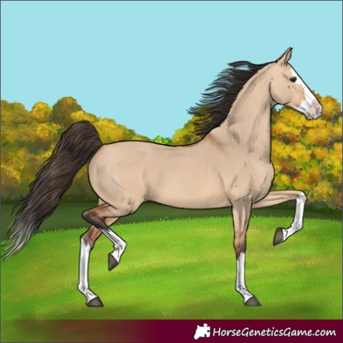 Horse Color:Bay Dun Splash 