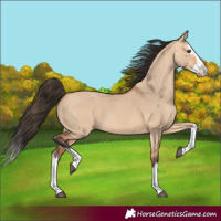 Horse Color:Bay Dun Splash