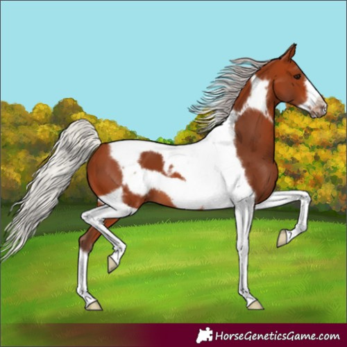 Horse Color:Silver Bay Tobiano Frame 