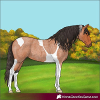Horse Color:Bay Roan Tobiano 