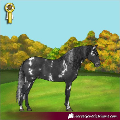 Horse Color:White Spotted Black Appaloosa 