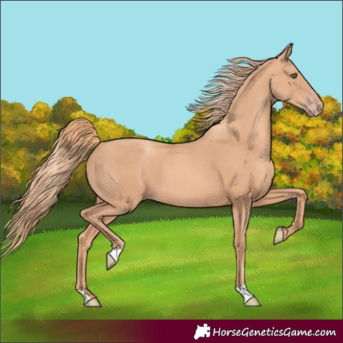 Horse Color:Gold Champagne 