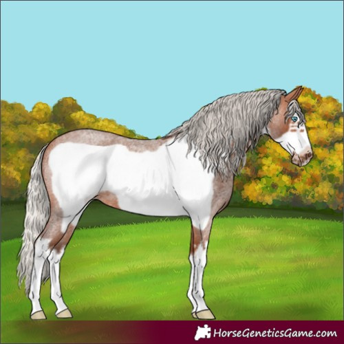 Horse Color:White Spotted Silver Bay Roan Frame 