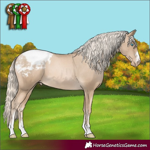 Horse Color:Chocolate Palomino Pearl Appaloosa 