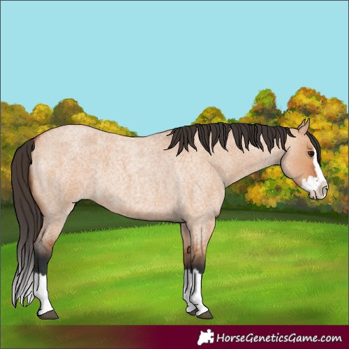 Horse Color:Bay Roan Dun Splash 