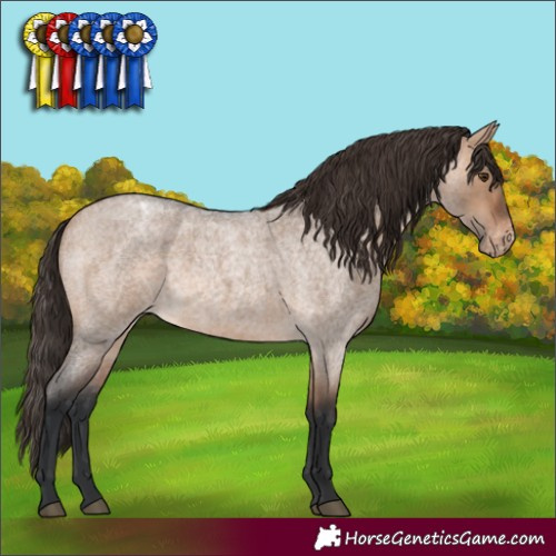 Horse Color:Bay Roan Dun Appaloosa 