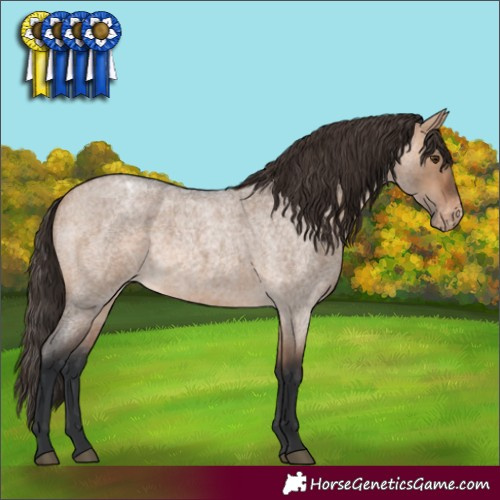 Horse Color:Bay Roan Dun Appaloosa 