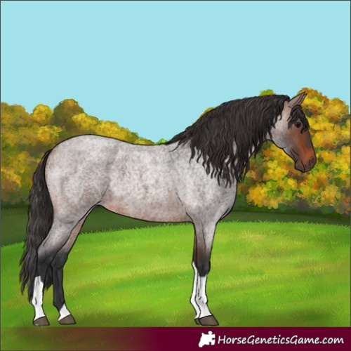 Horse Color:Brown Roan Tobiano