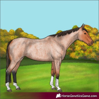 Horse Color:Bay Roan Tobiano
