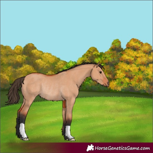 Horse Color:Bay Dun Rabicano 