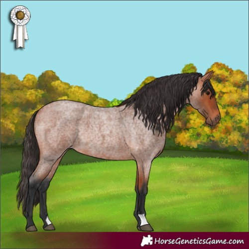 Horse Color:Bay Roan Rabicano