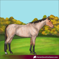 Horse Color:Bay Roan Rabicano