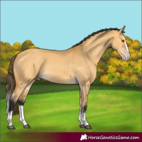Horse Color:Buckskin Dun Splash 