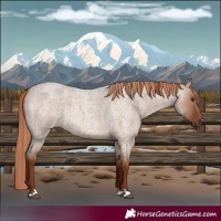 Horse Color:Red Dun Roan 