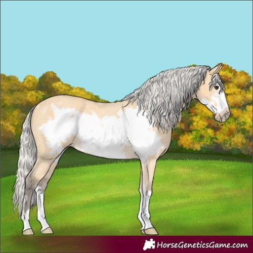 Horse Color:Silver Buckskin Frame 