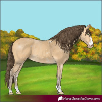 Horse Color:Amber Cream Champagne Rabicano