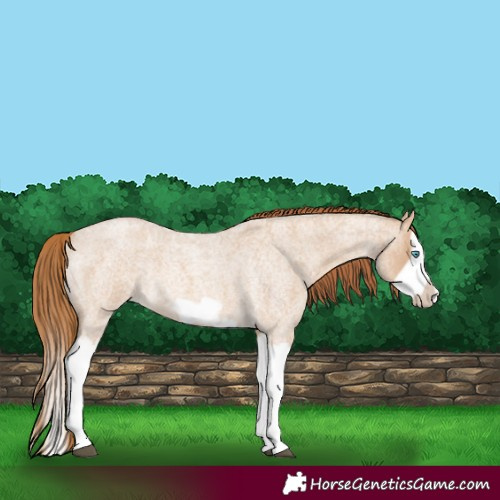 Horse Color:Red Dun Roan Splash Frame Rabicano 