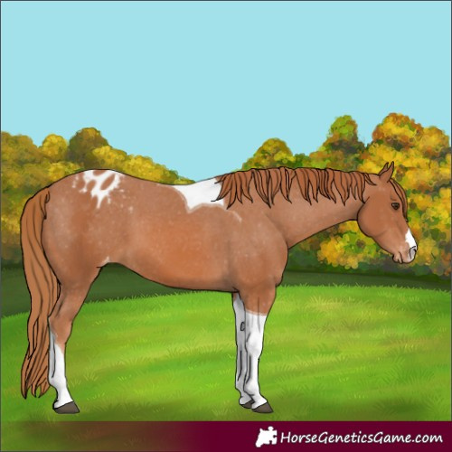 Horse Color:Chestnut Tobiano Appaloosa