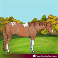 Horse Color:Chestnut Tobiano Appaloosa 