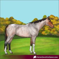 Horse Color:Bay Roan Tobiano 