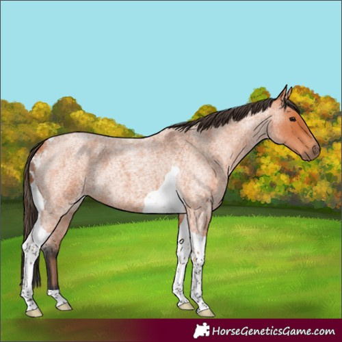 Horse Color:Bay Roan Tobiano