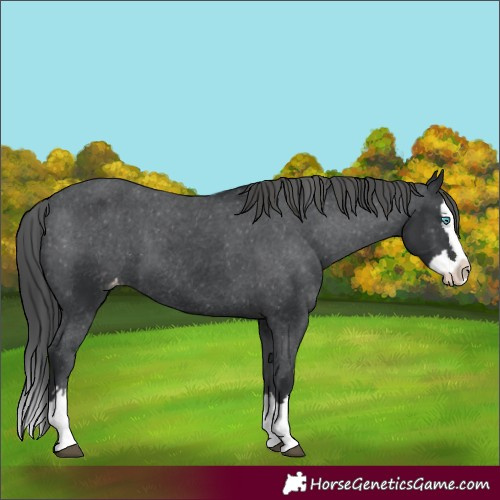 Horse Color:Black Splash Varnish 