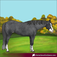 Horse Color:Black Splash Varnish