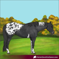 Horse Color:Black Tobiano Appaloosa