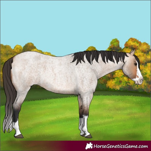 Horse Color:Bay Roan Dun Splash 