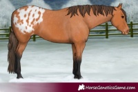 Horse Color:Bay Appaloosa Rabicano 
