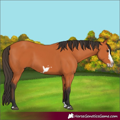 Horse Color:Bay Splash Frame 