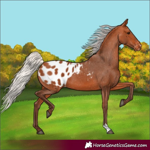 Horse Color:Silver Bay Appaloosa 
