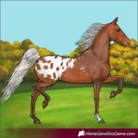 Horse Color:Silver Bay Blanket 