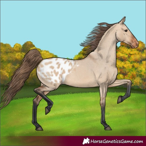 Horse Color:Bay Dun Blanket 