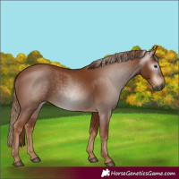 Horse Color:Gray Chestnut 