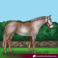 Horse Color:Gray Chestnut 